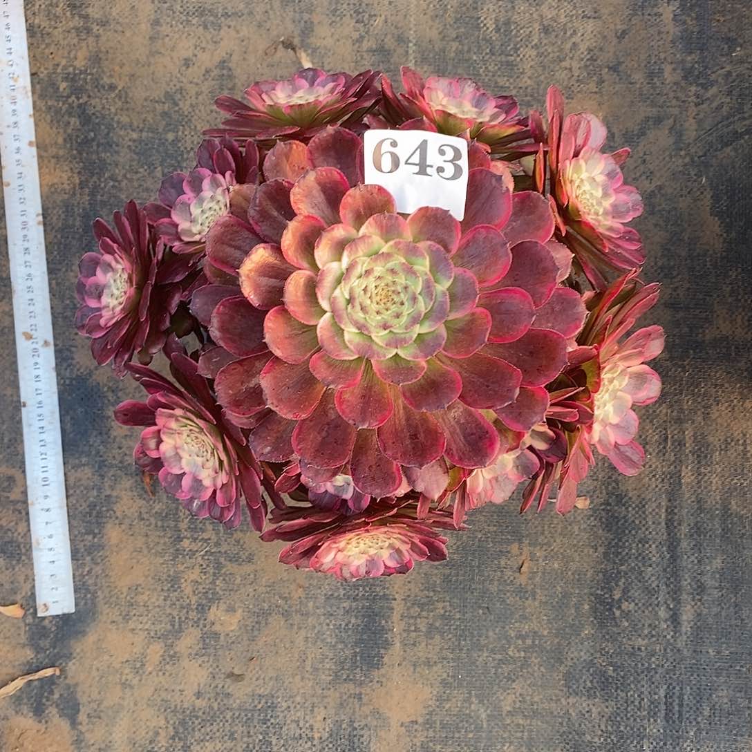 黑金刚643多肉法师植物