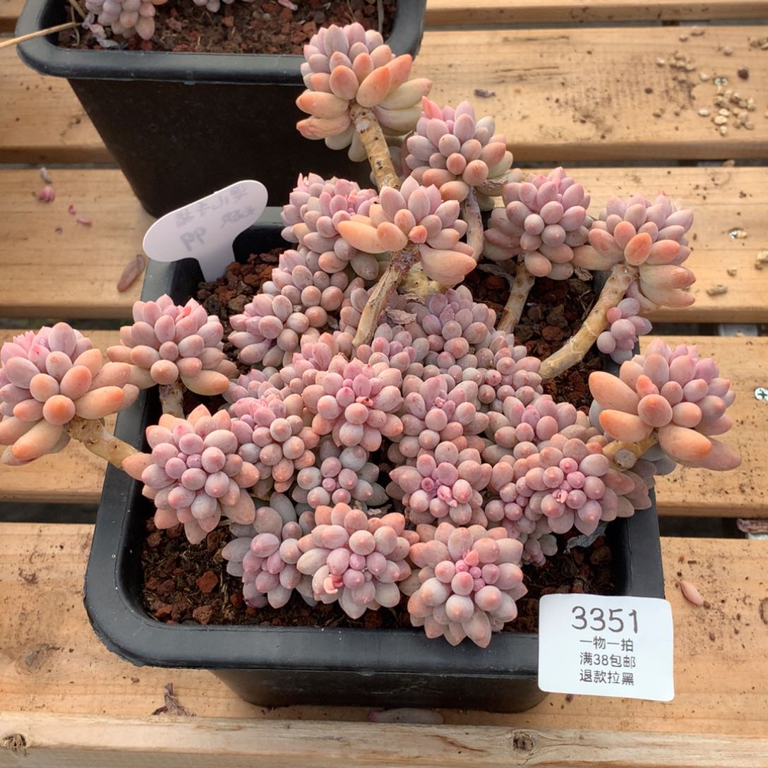 21厘米群生婴儿手指3351