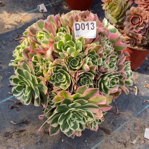 白凤多肉植物法师