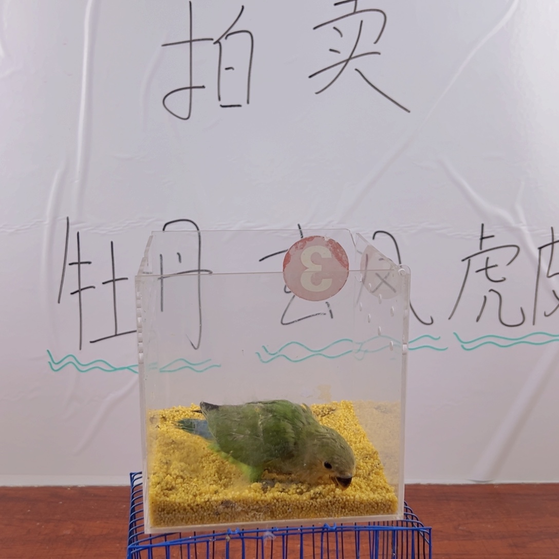 虎皮鹦鹉金头绿闪