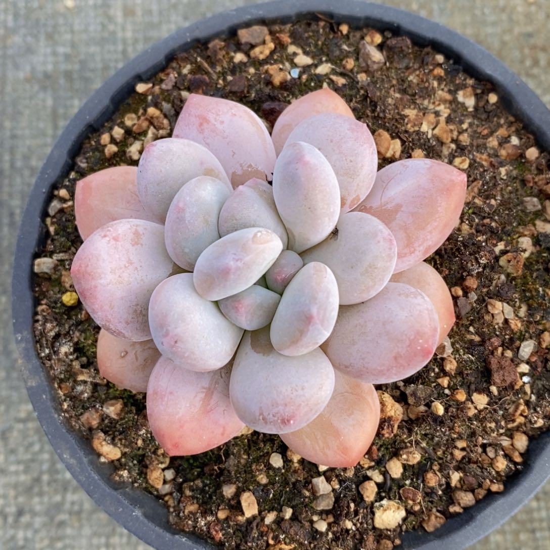 一物一拍多肉植物，满38包邮