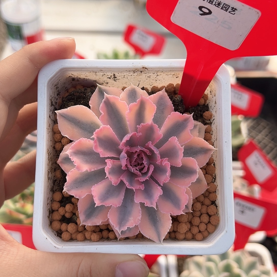 9号晚霞之舞锦多肉植物