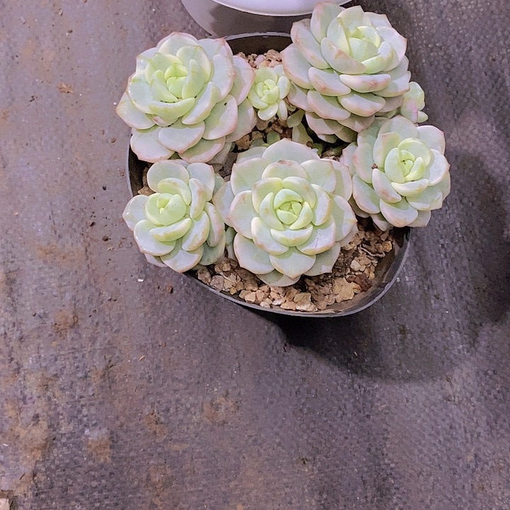R***静香草锦多肉植物老桩