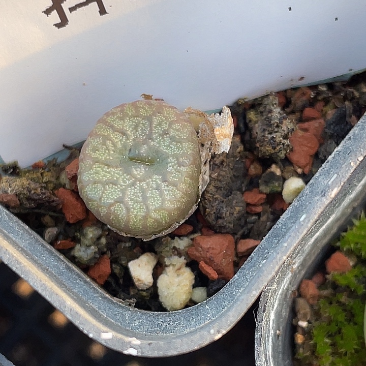 3-139送奶杂多肉植物