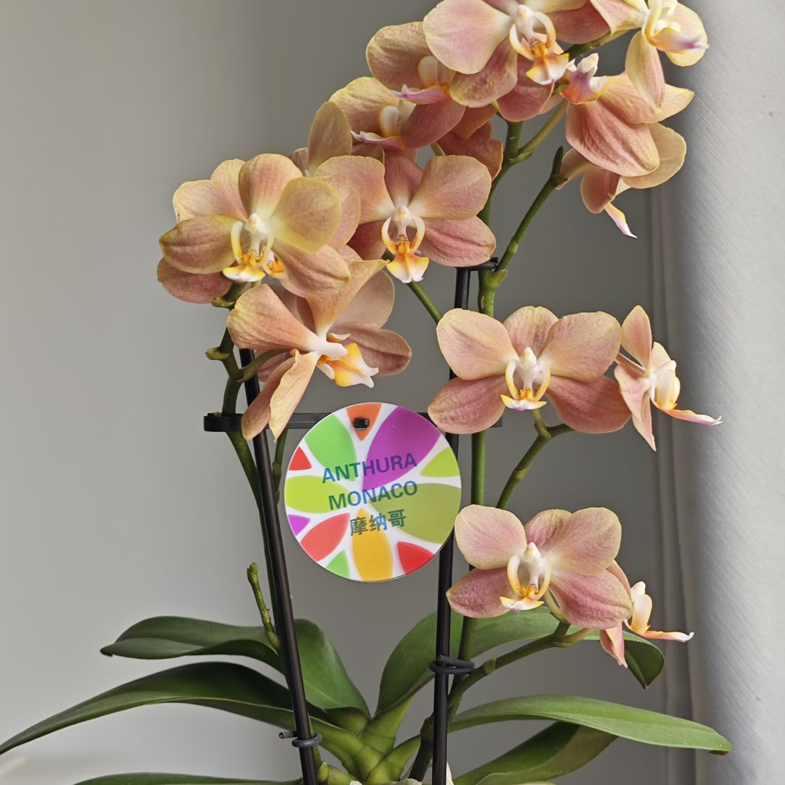 【摩纳哥】3.5寸加高杯 复古色 带花剑