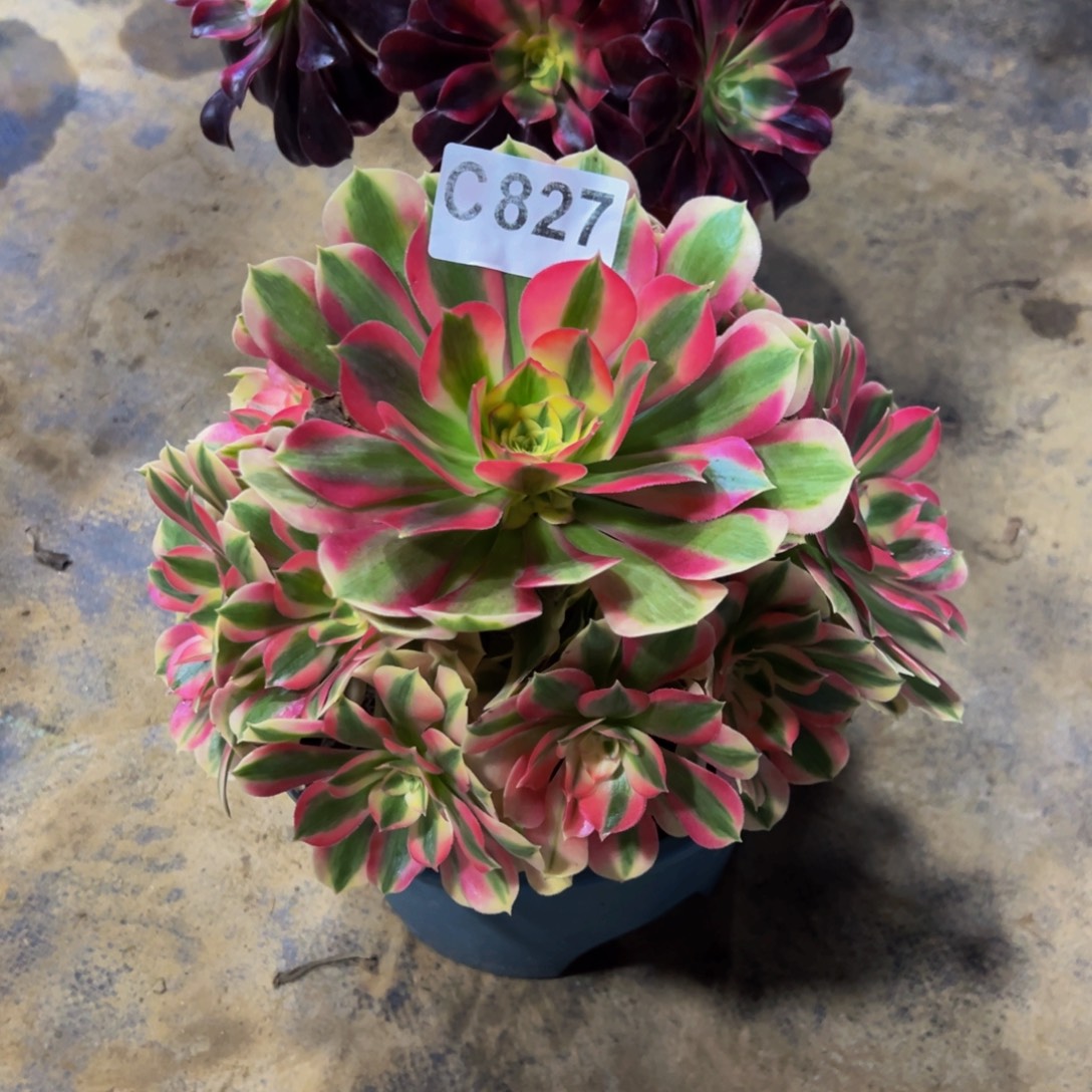 紫***薇无花朵粉女巫法师827