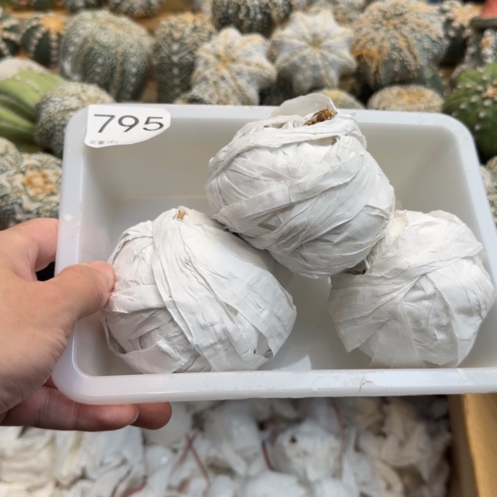 N***.兜星球仙人球795号