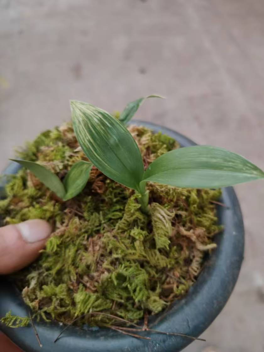 滇西老种兔耳兰兔儿兰绿植圆叶盆栽兰花艺草