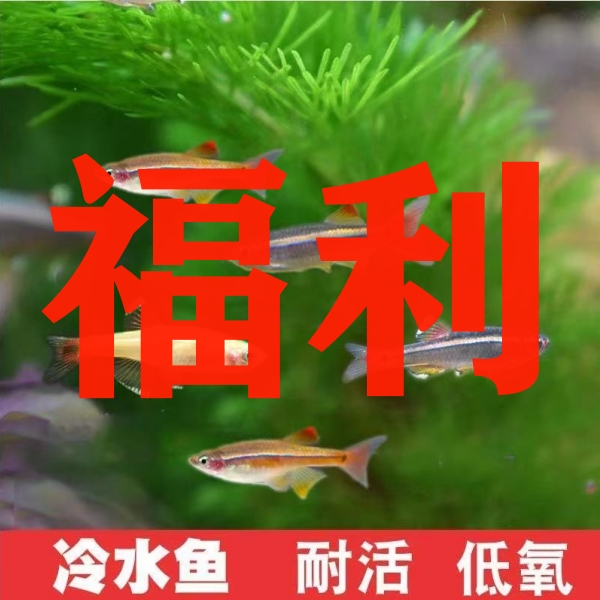 【福利】观赏鱼冷水鱼小型活体淡水观赏鱼好养耐活适合新手好养鱼