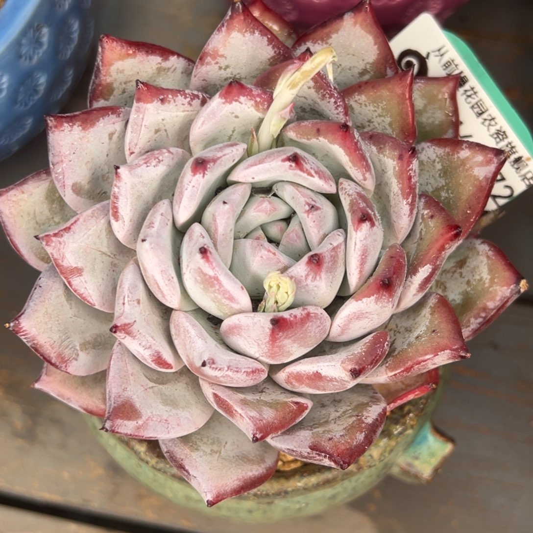 从前慢多肉精选编号0314.272