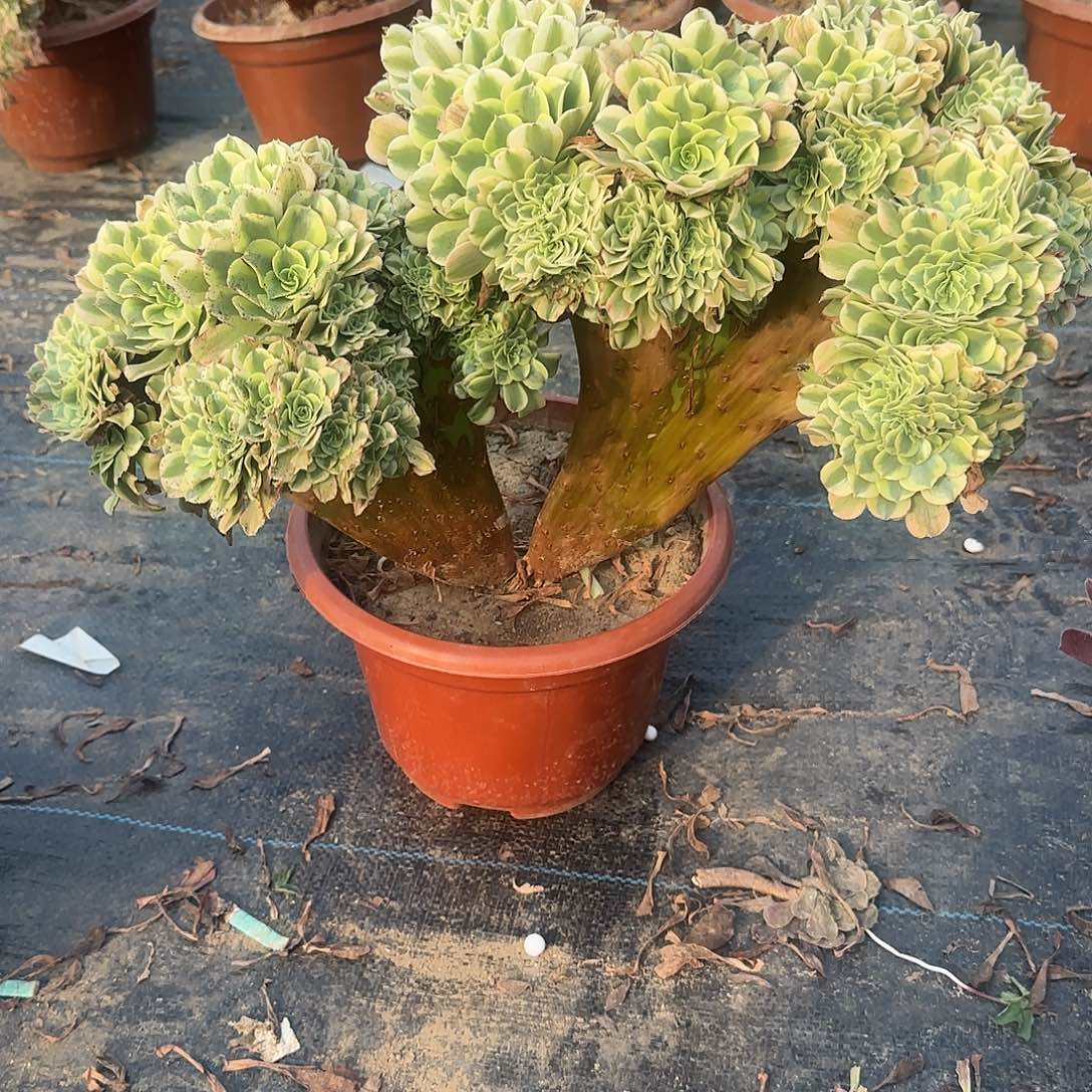 无花朵绿豆沙缀化50冠服