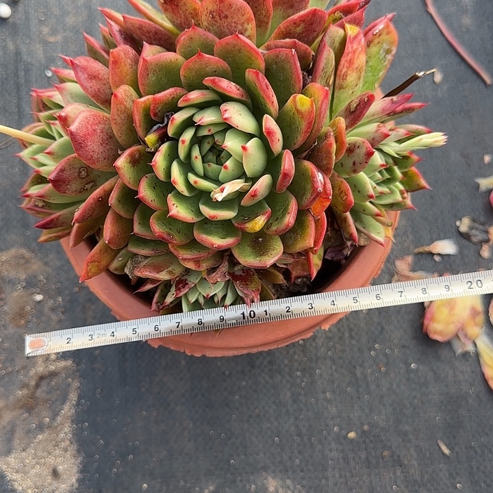 桃花290 多肉植物一物一拍