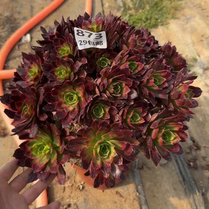 安娜……多肉植物……