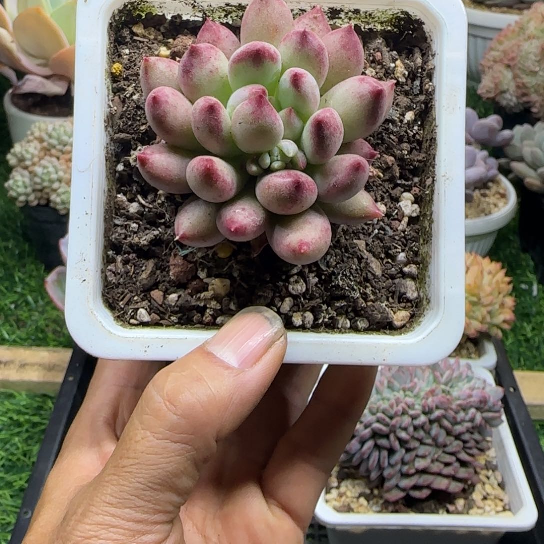 锦安精品多肉植物313