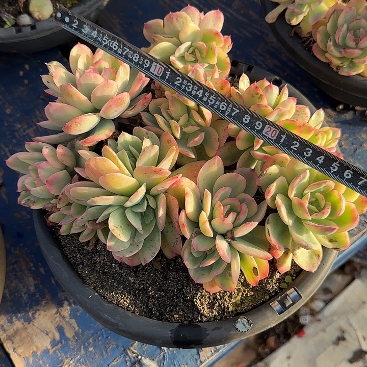 绮罗锦786多肉植物一物一拍