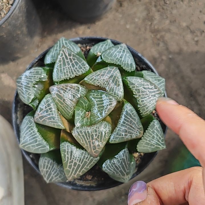 大黑天一颗多肉植物