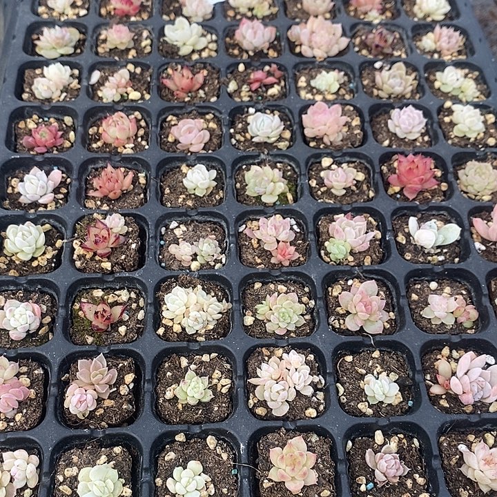 39 多肉植物盆栽花卉