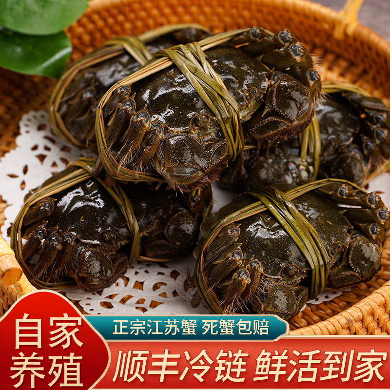 【活蟹】江苏清水全母大闸蟹2.8-2.5两6只-10只螃蟹 顺丰包邮