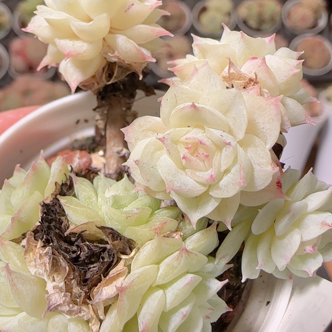 花语逸镜1129-259散