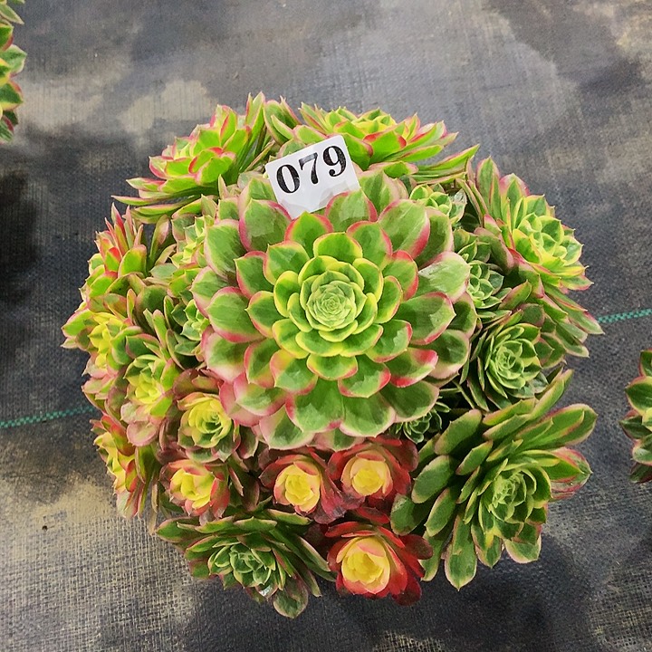 法师粉体海王079000000