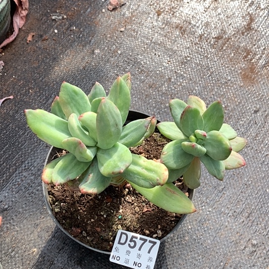 海洋之歌石化老桩577 亏本处理退款拉黑7-8天发货