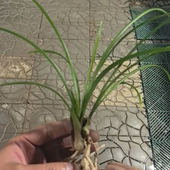 完全开放冠神三苗