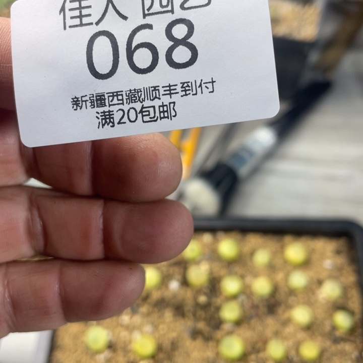 J****e你弟啊了绿色绿色车啊068