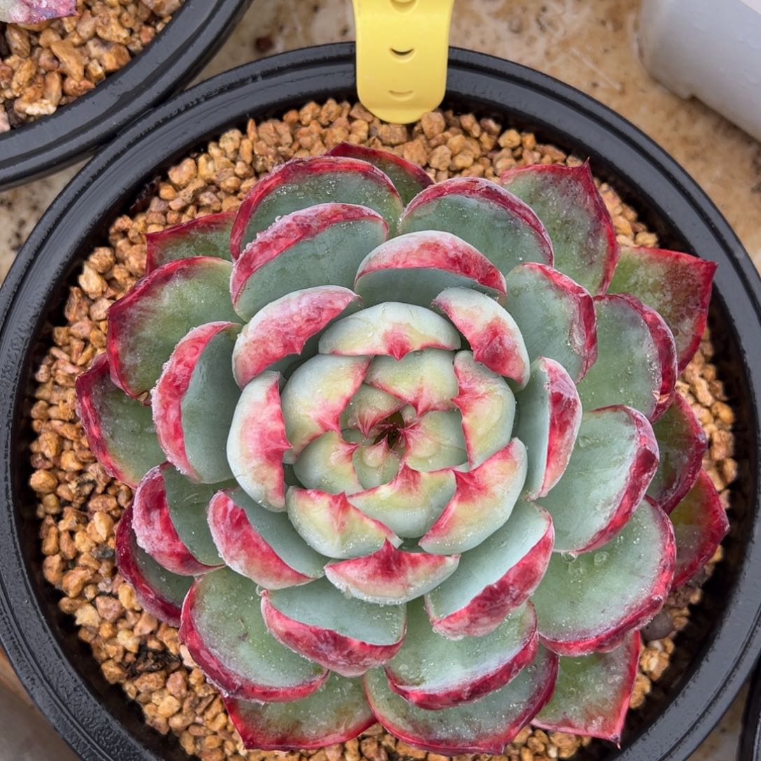 166号惊鸿仙子阿松多肉