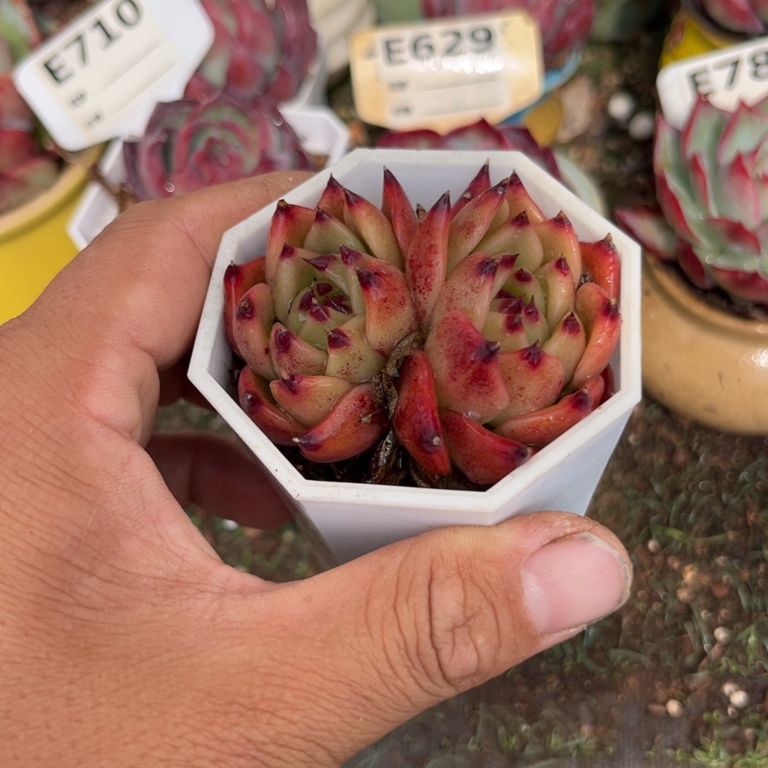 蓝龙多肉植物809
