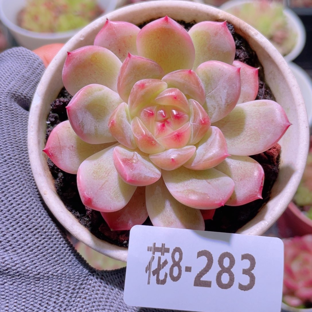 花利美 8-283糖心新品