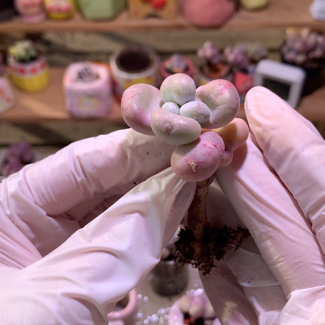 油煎奶酪多肉油煎奶酪