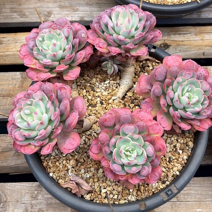 多肉植物，雨滴一颗