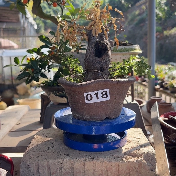 …***泽018x///////////018////