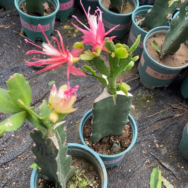 初***心71号雅思➕红色索菲亚两颗