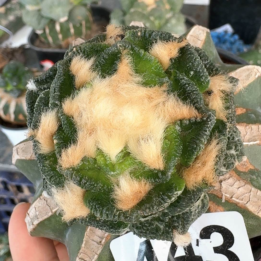 【闪购商品】无花朵山*大尤辛顿443