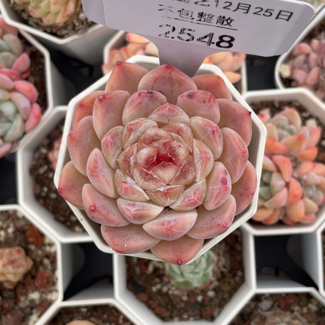 不包整散 盆子不售后2548