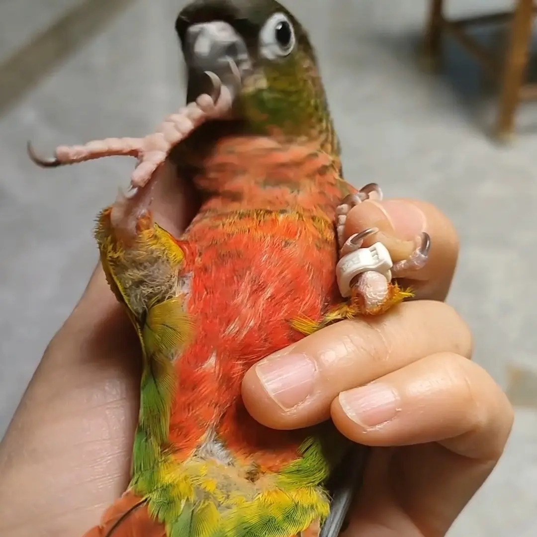 黄边凤梨全红雏鸟/喂养工具/合法标识