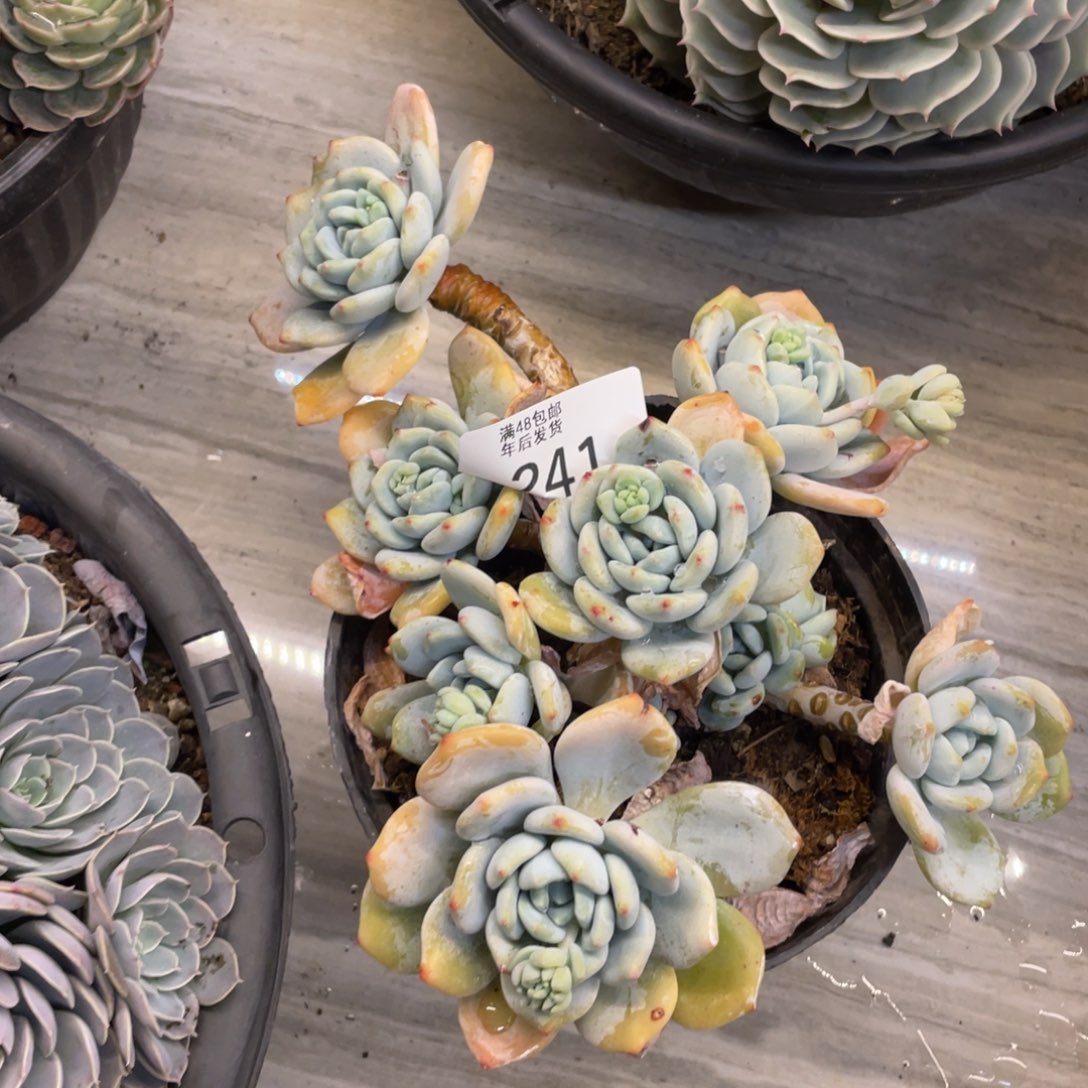 黑大帅多肉241冷香