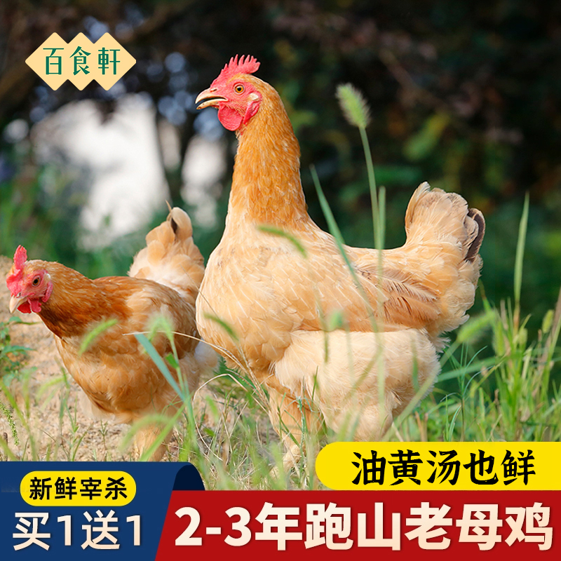 百食轩 大别山新鲜黄油老母鸡草鸡土鸡 滋补煲汤炖汤 