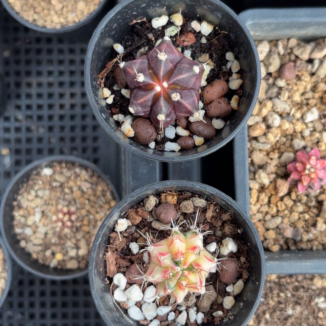 泰系米哈仙人球100