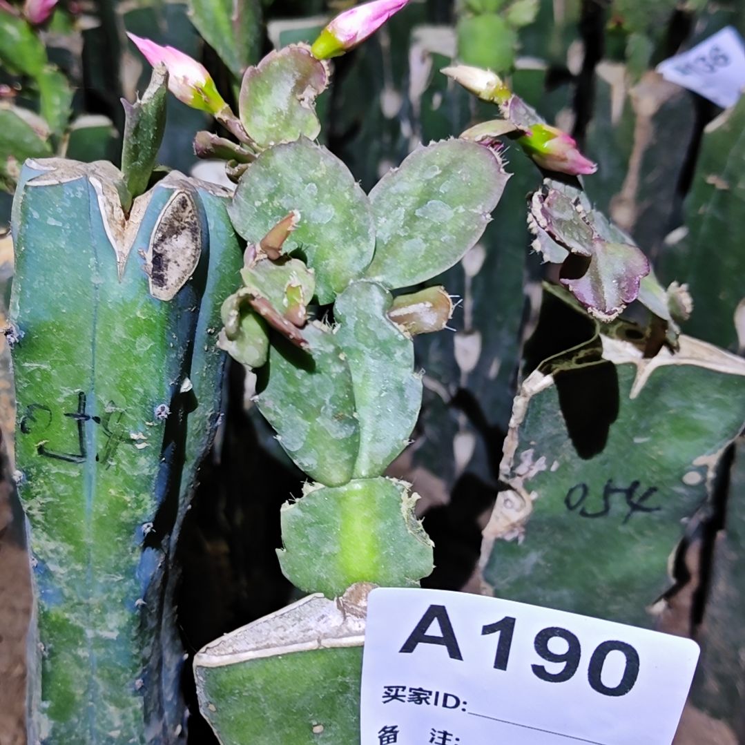 054嫁接零下5度之上包邮190