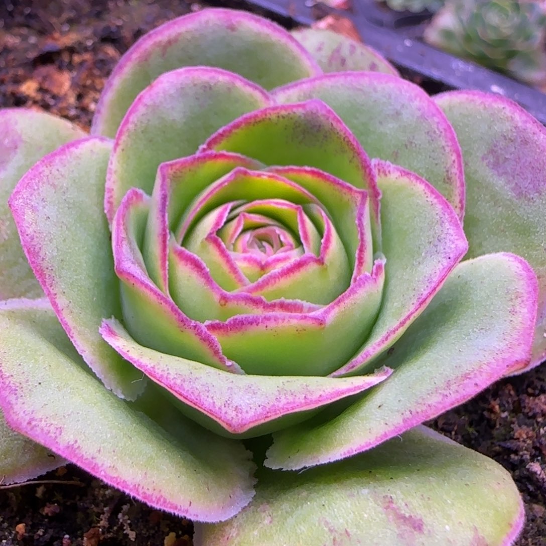 5厘米单头包心玫瑰134345767