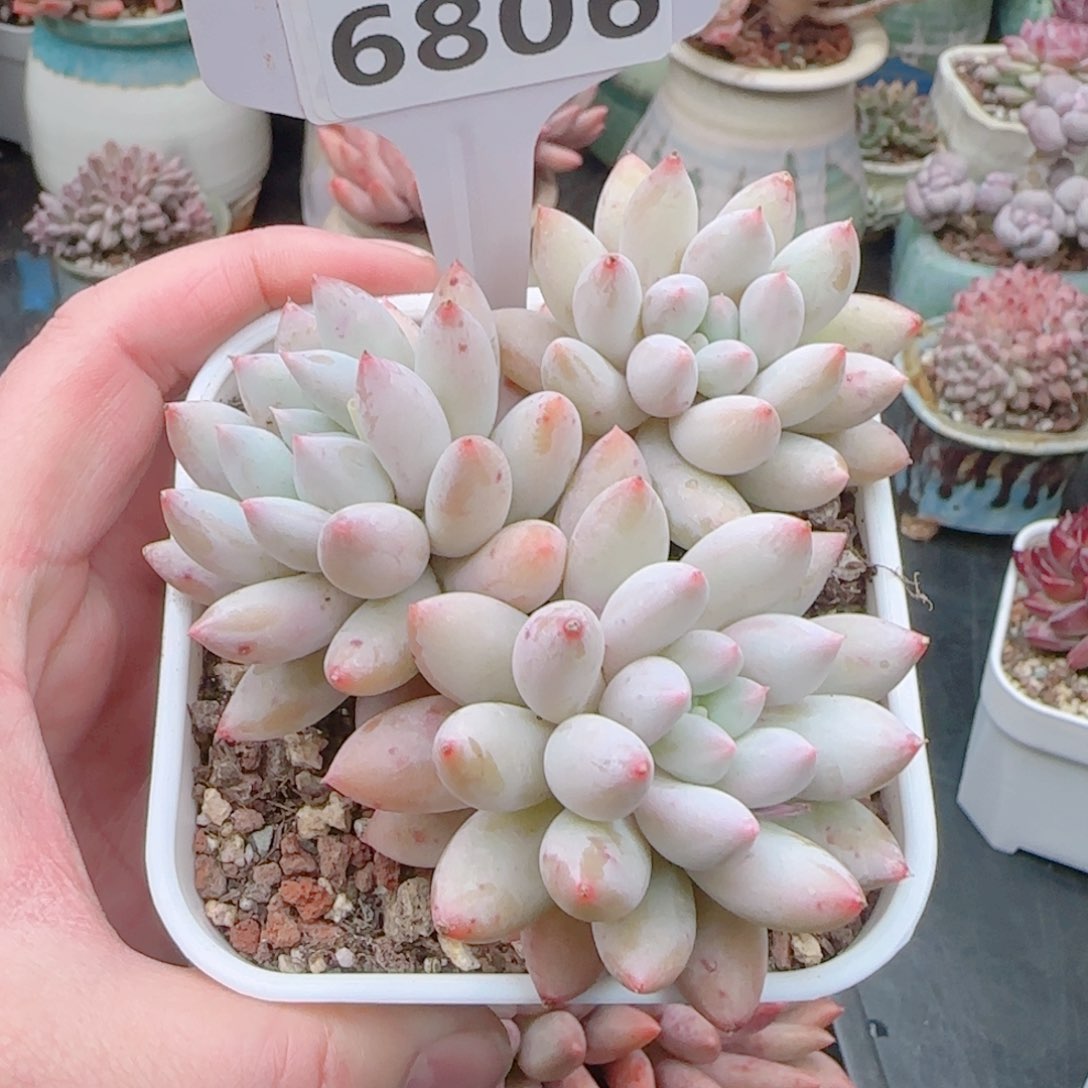 多肉6806……………………