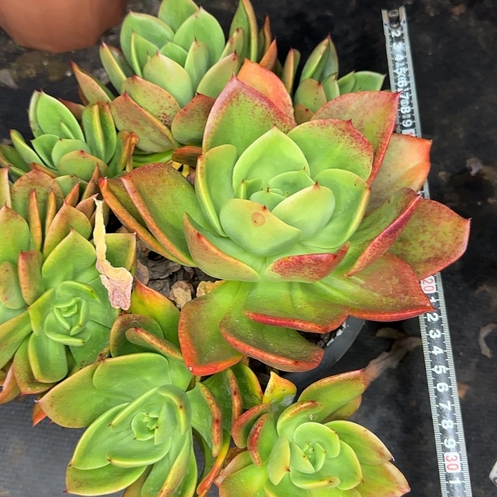 承***泽腾云897 多肉植物一物一拍