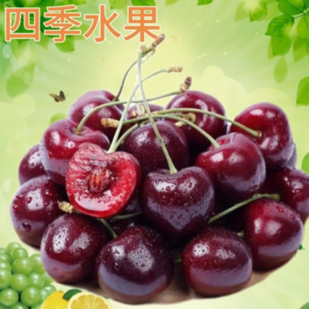 美国车厘子1斤9R（4jd)桑提娜樱桃美利坚合众国