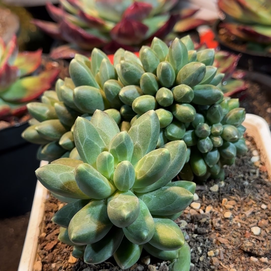 千代田缀惊鸿一物一拍包装收缩花旱