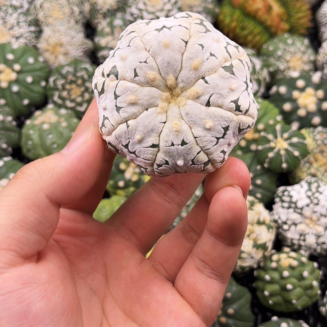 哈哈哈哈哈哈哈哈ｖ兜兜兜