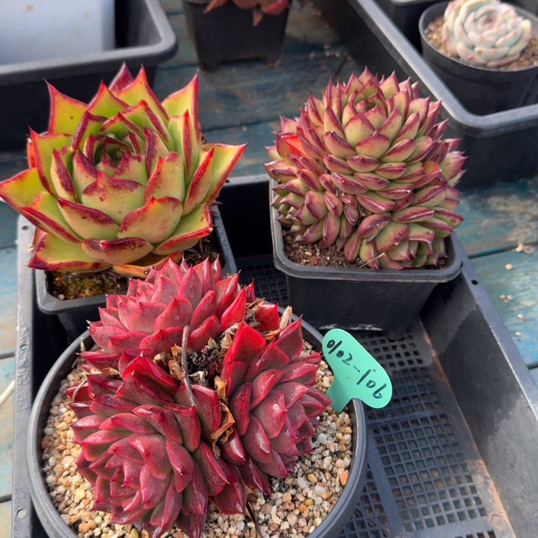 从前慢多肉精选编号0102.106