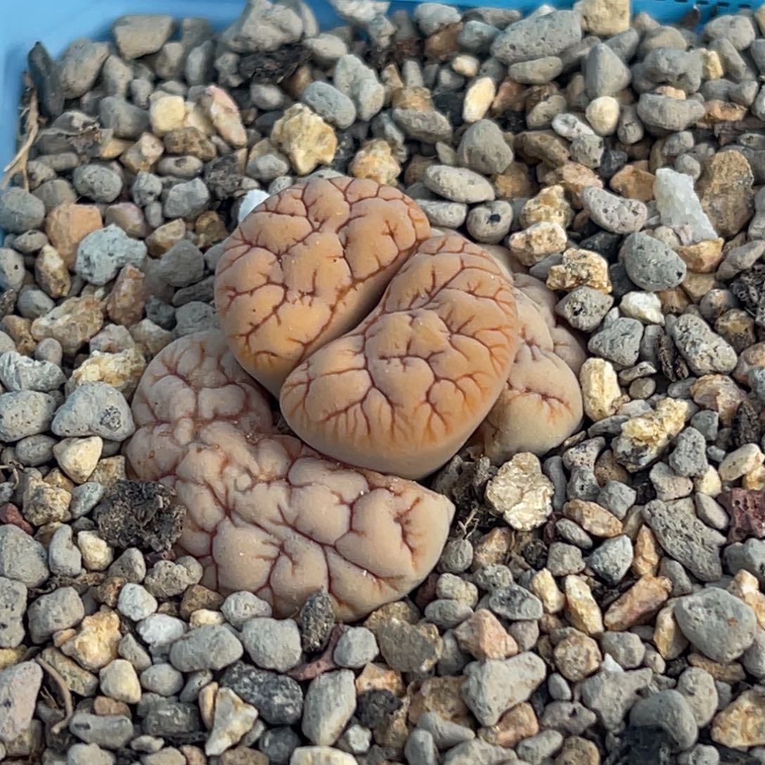 7562睫毛铁189一颗