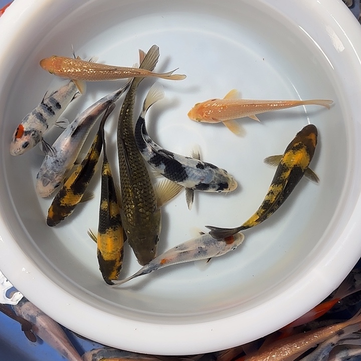 饮***莱锦鲤锦鲤的故事是